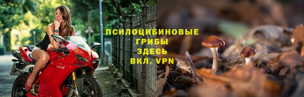 амф Гусев